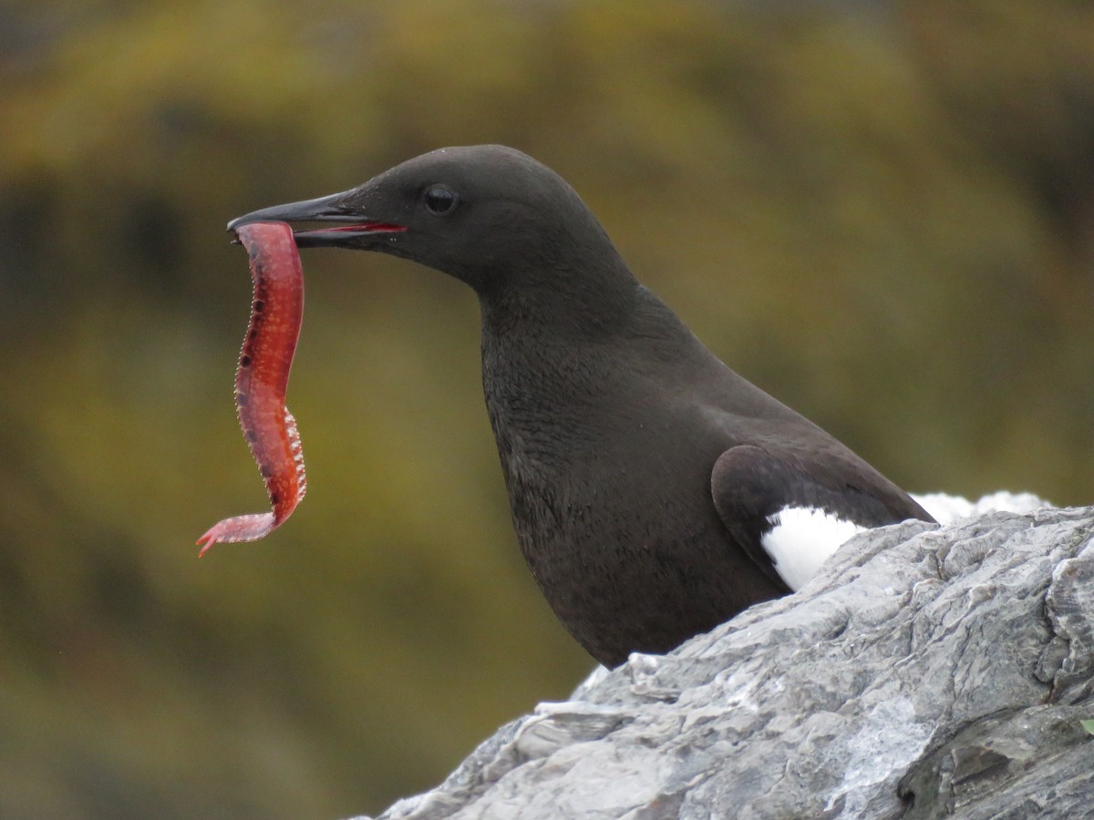 Black Guillemot - ML638794128