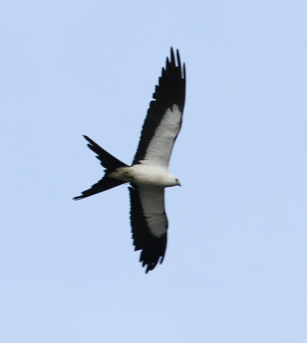 Swallow-tailed Kite - ML638794130
