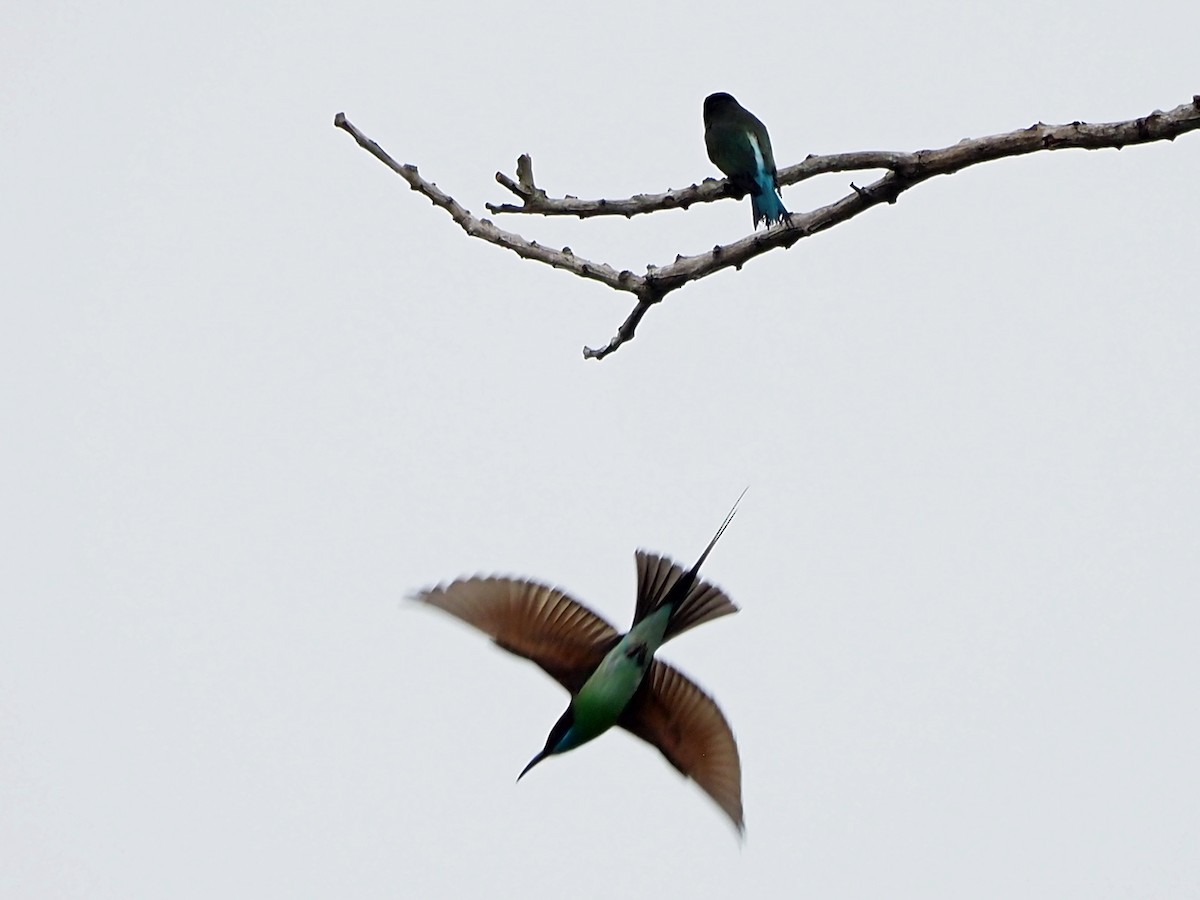 Blue-throated Bee-eater - ML638794131