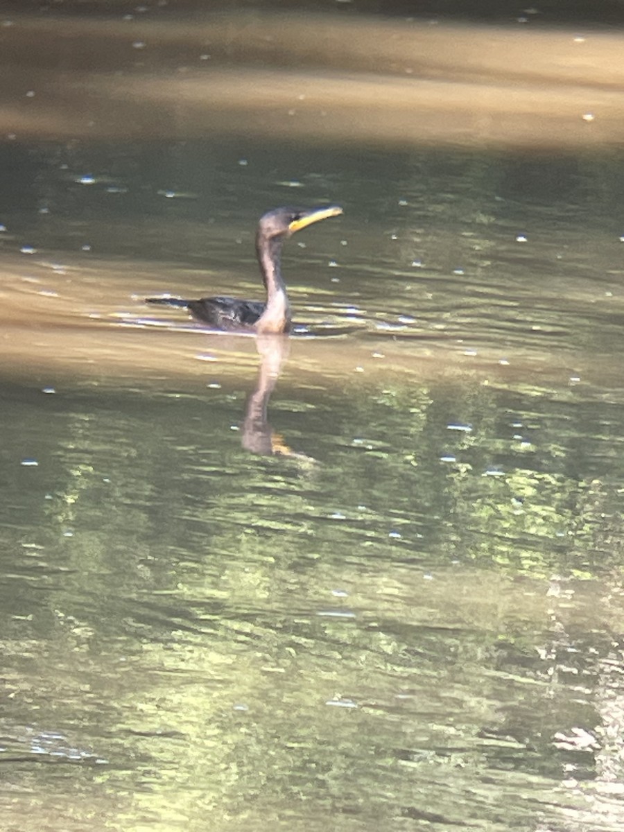 Double-crested Cormorant - ML638794132