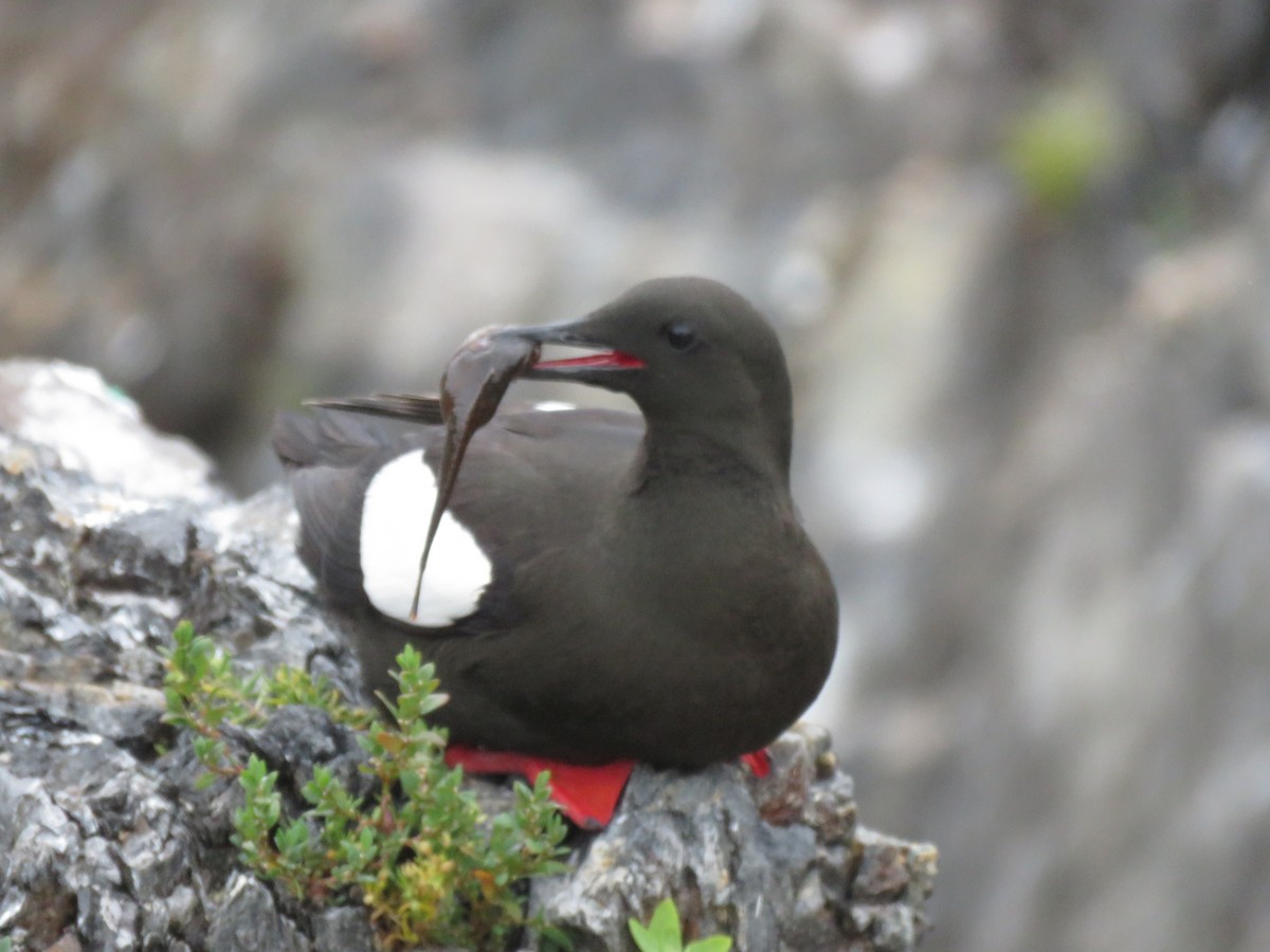 Black Guillemot - ML638794137