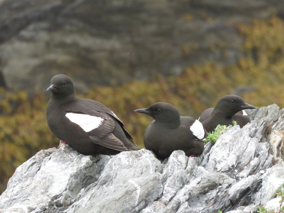 Black Guillemot - ML638794141