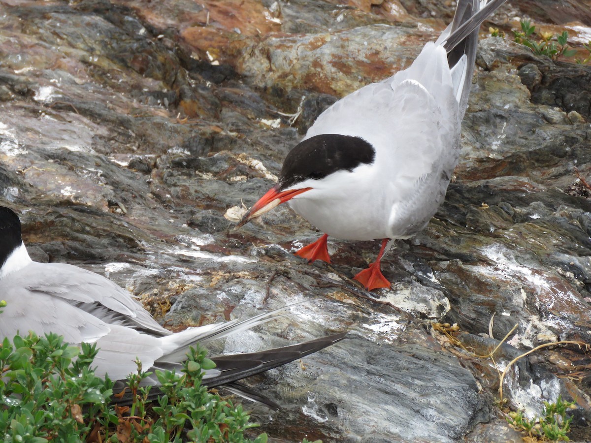 Common Tern - ML638794145