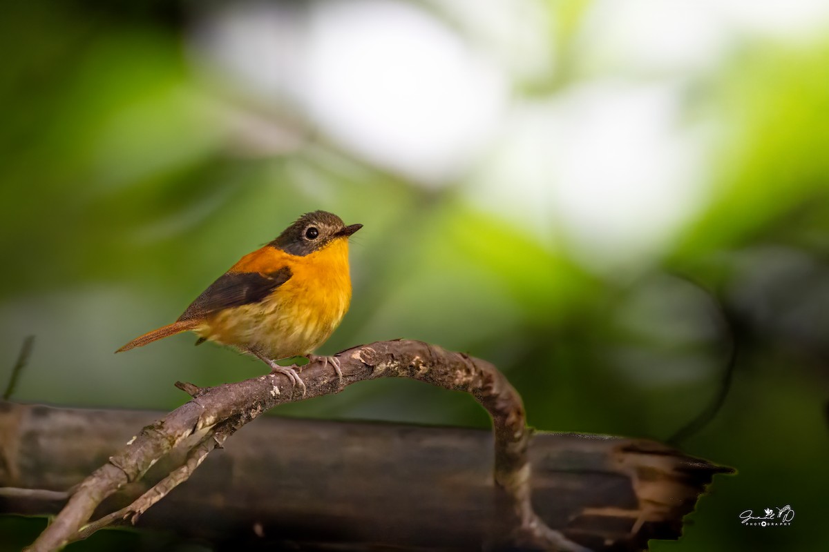 Black-and-orange Flycatcher - ML638794149