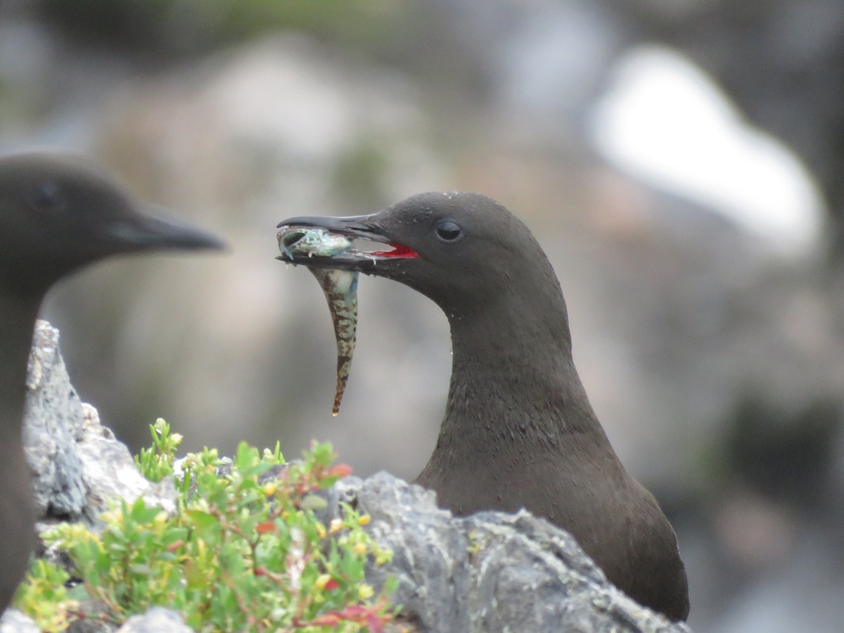 Black Guillemot - ML638794150