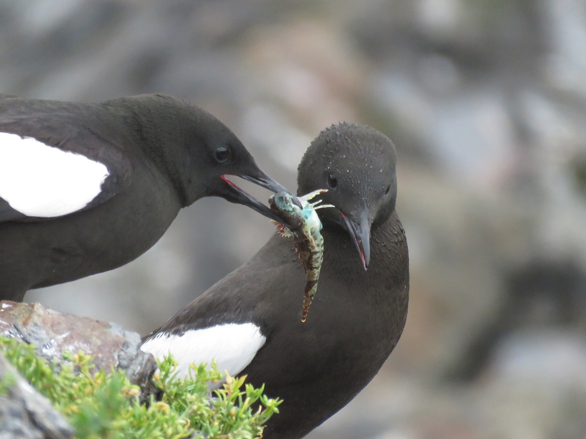 Black Guillemot - ML638794154