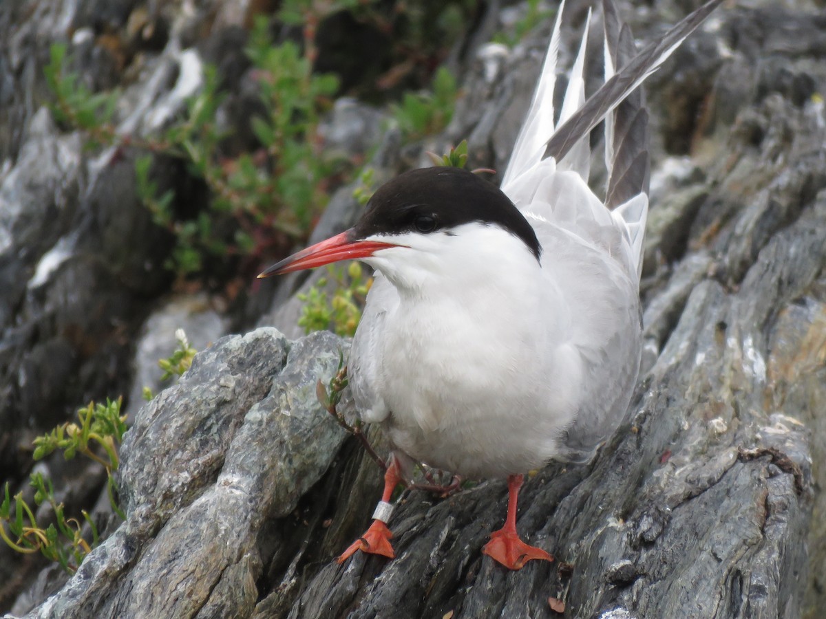 Common Tern - ML638794164