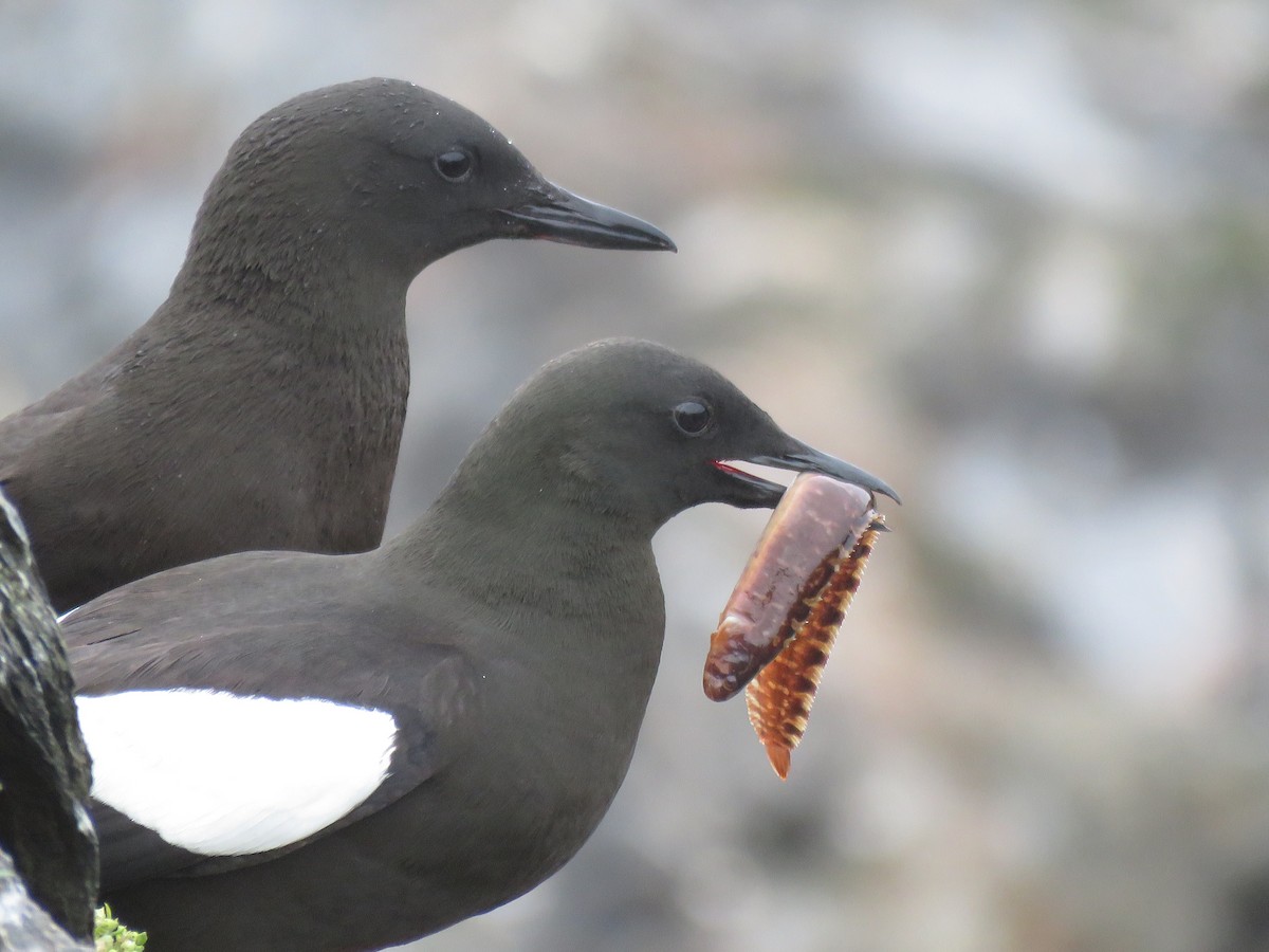 Black Guillemot - ML638794172