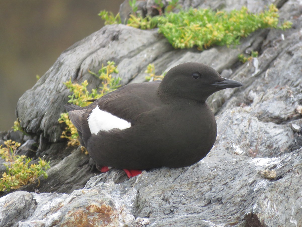 Black Guillemot - ML638794173