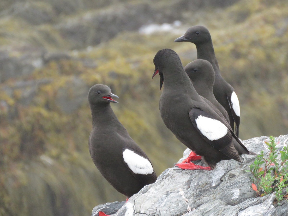 Black Guillemot - ML638794180
