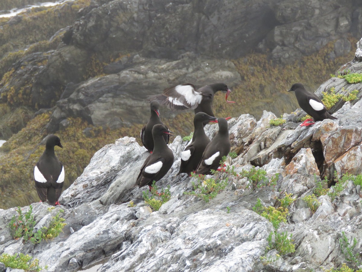 Black Guillemot - ML638794181