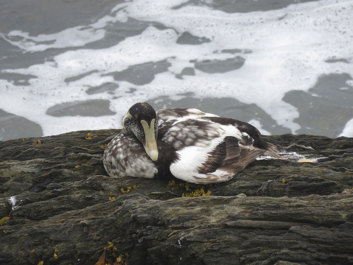 Common Eider - ML638794193
