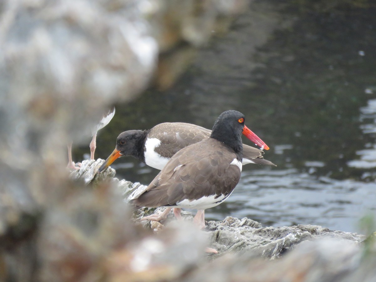American Oystercatcher - ML638794203