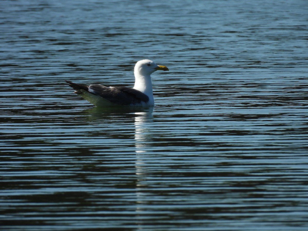 Lesser Black-backed Gull - ML638794207