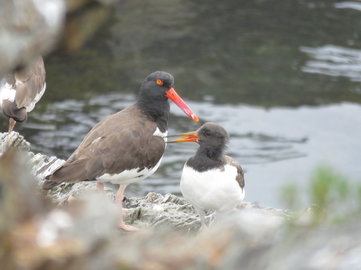 American Oystercatcher - ML638794210