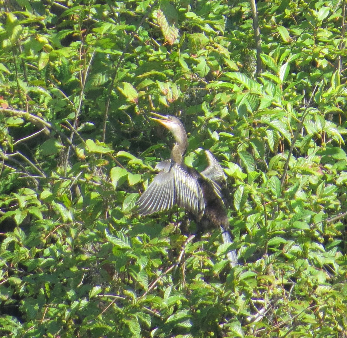 Anhinga - ML638794212