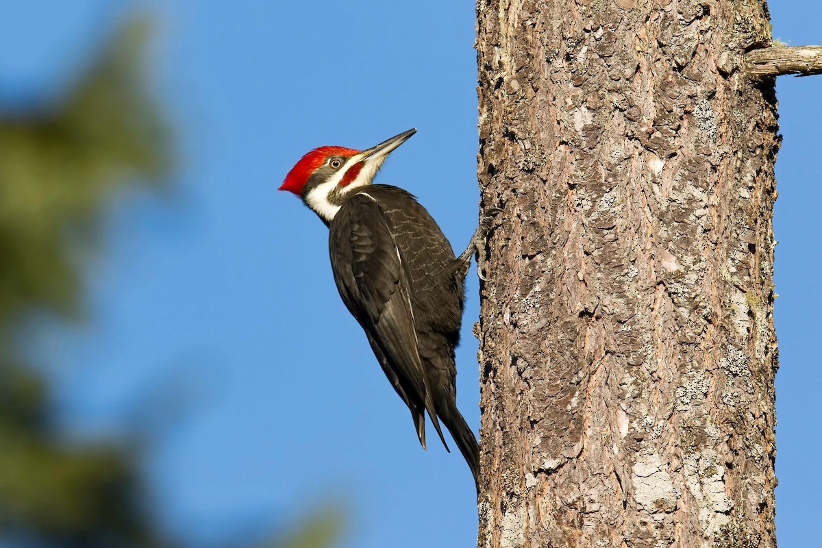 Pileated Woodpecker - ML638794213