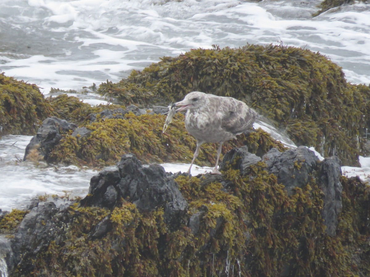 American Herring Gull - ML638794231