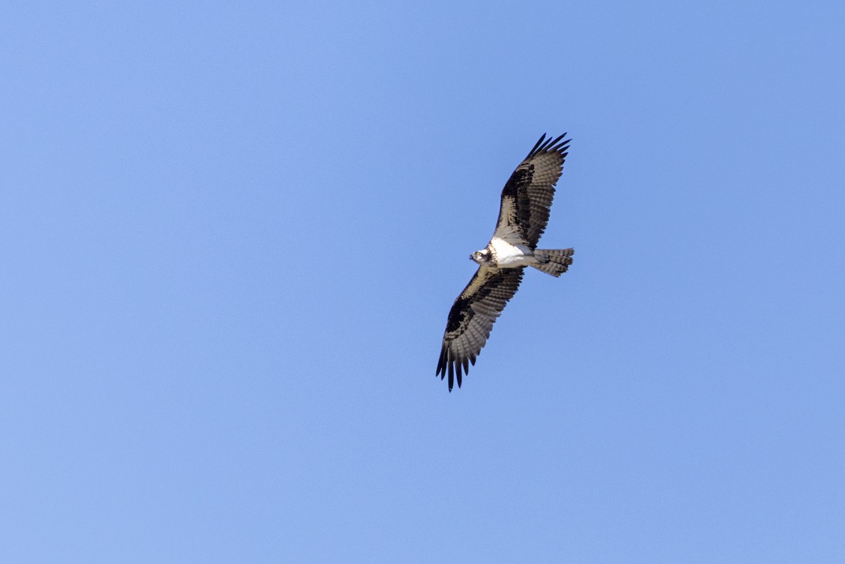 Скопа - ML638794232