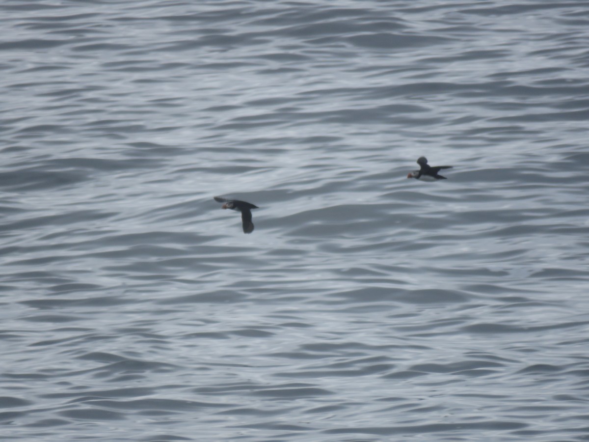 Atlantic Puffin - ML638794241