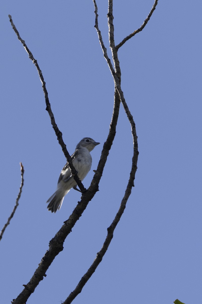 Свинцовый виреон - ML638794249