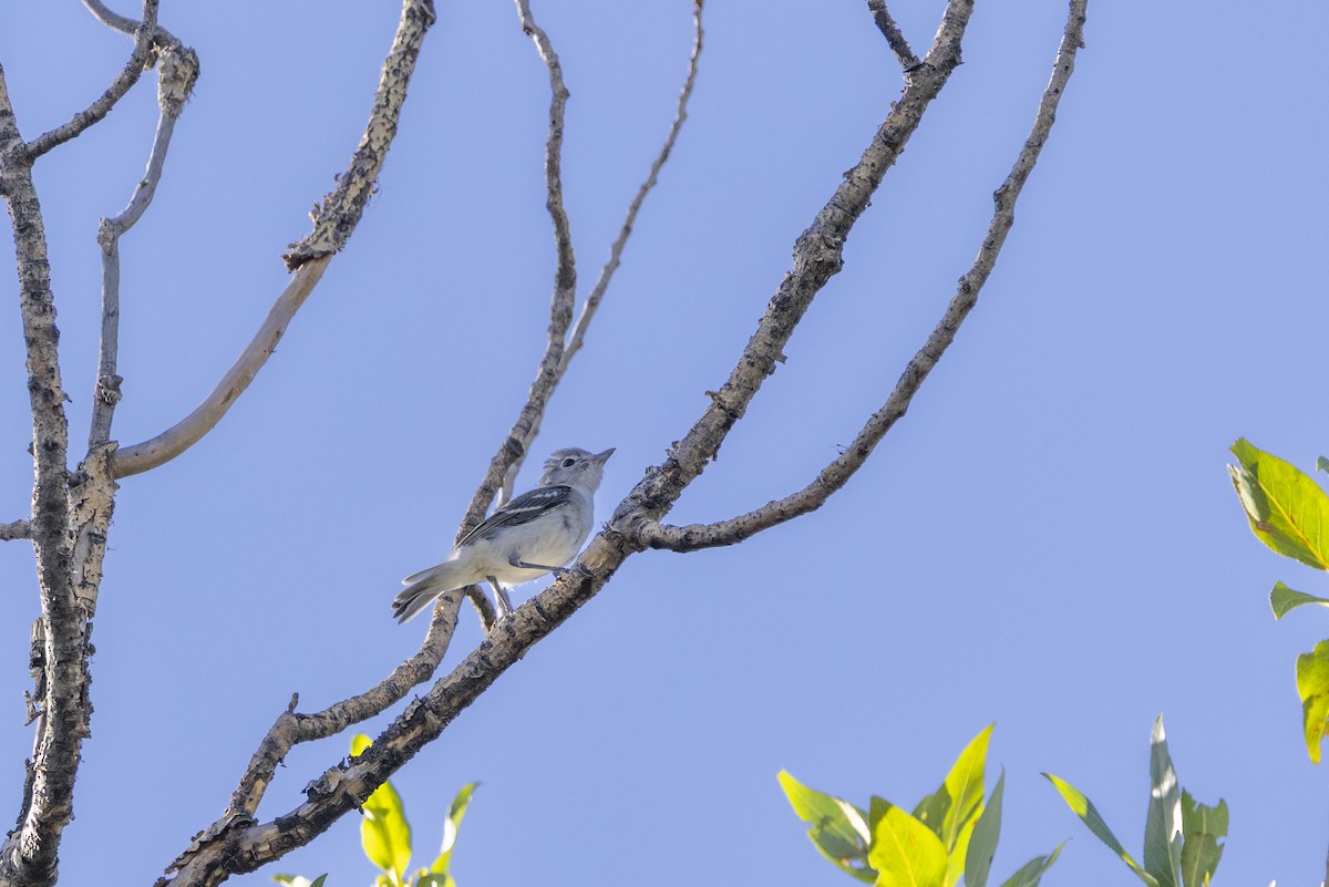 Свинцовый виреон - ML638794250