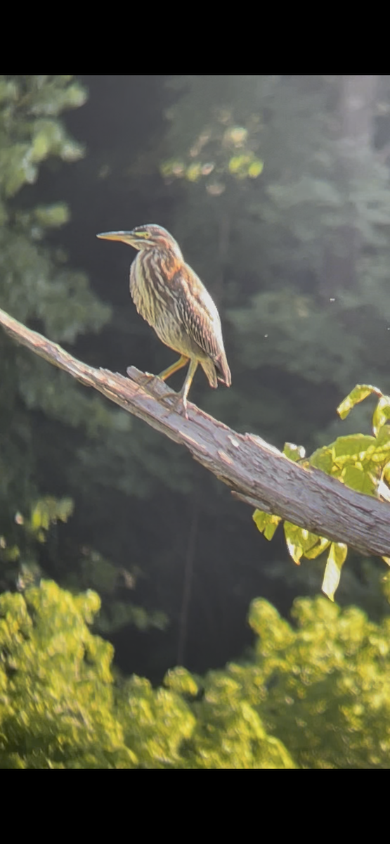 Green Heron - ML638794251