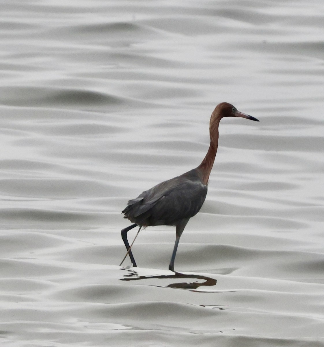 Reddish Egret - ML638794255