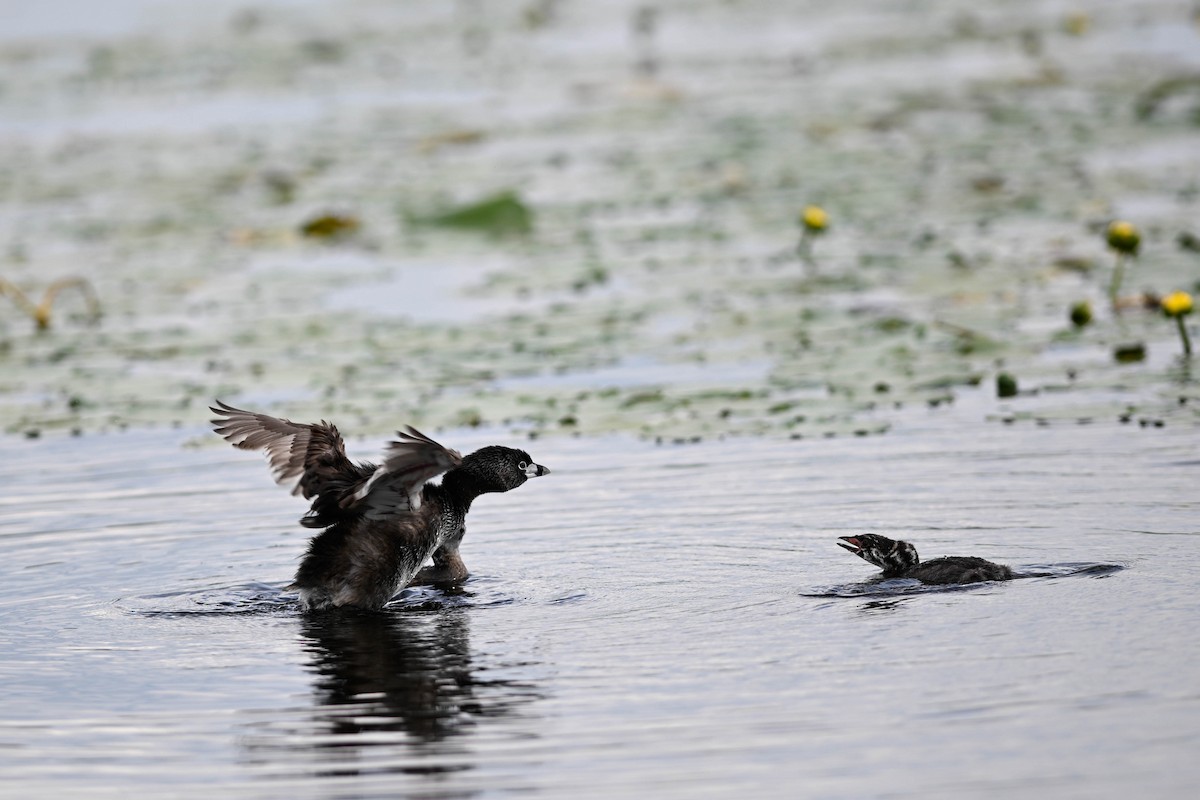 Pied-billed Grebe - ML638794256