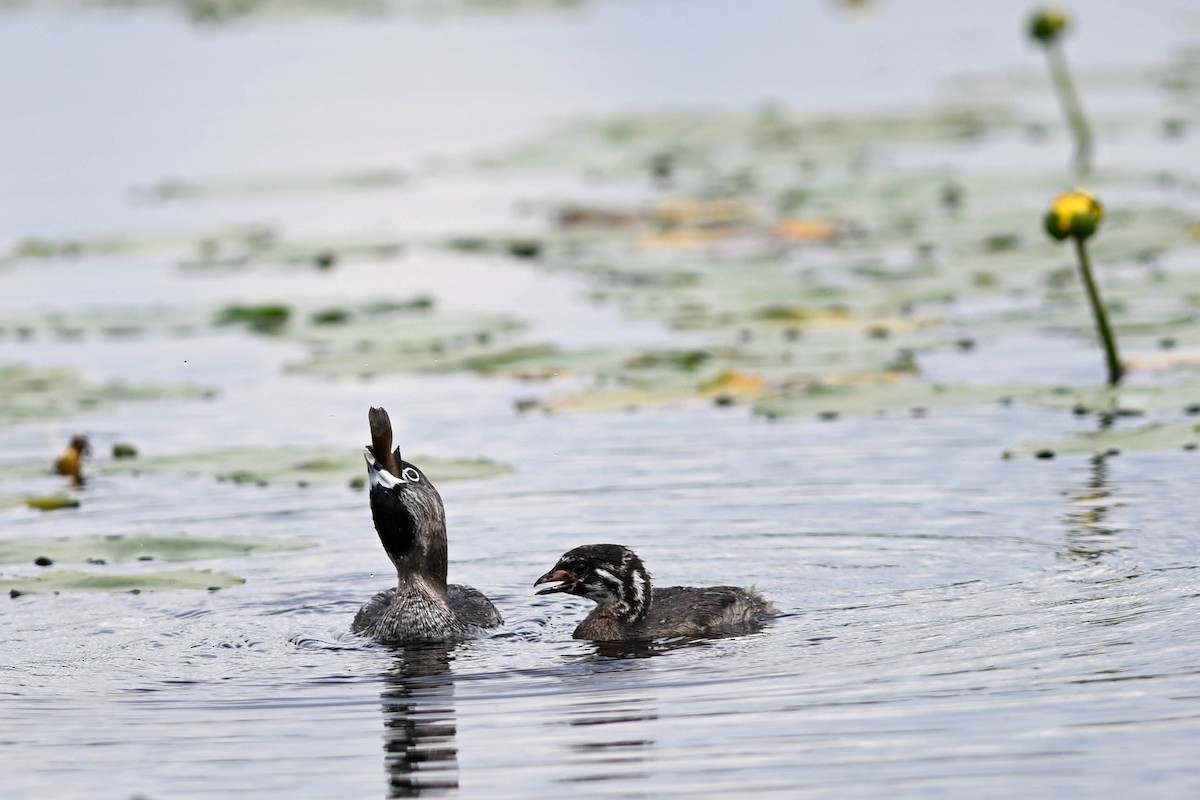 Pied-billed Grebe - ML638794257