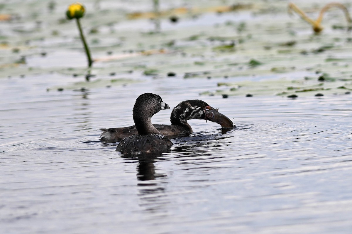 Pied-billed Grebe - ML638794261