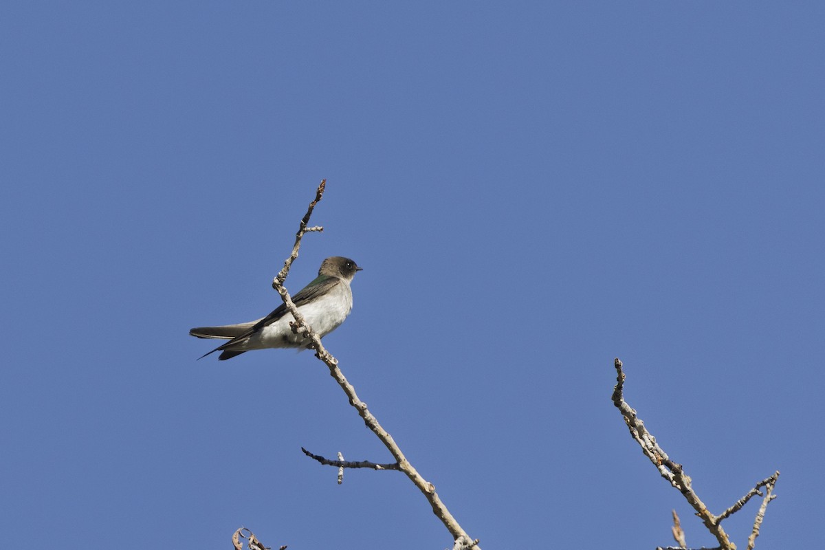 Violet-green Swallow - ML638794264