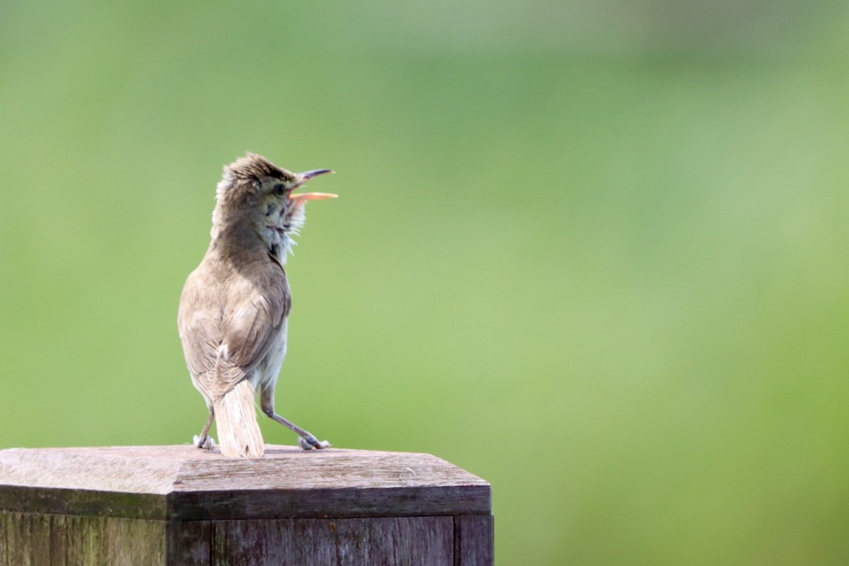 Oriental Reed Warbler - ML638794266