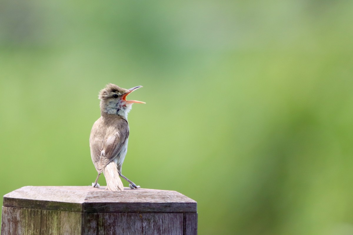 Oriental Reed Warbler - ML638794267