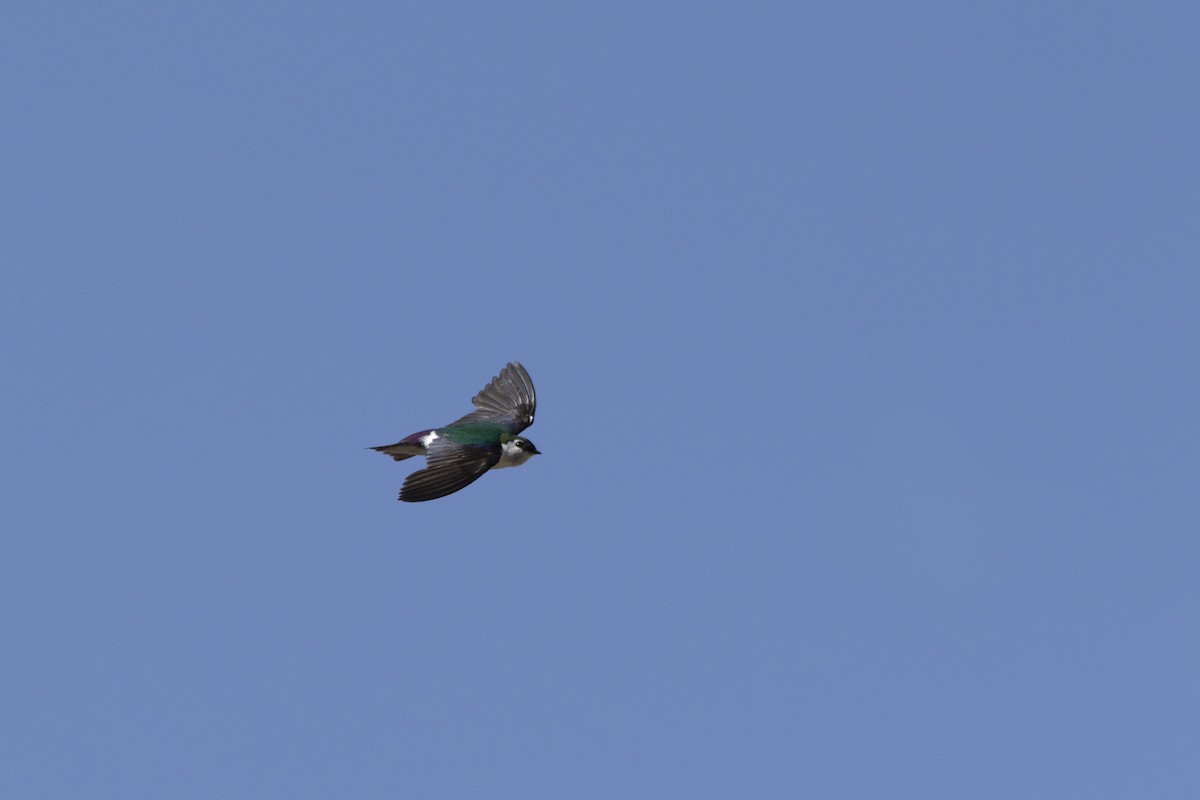 Violet-green Swallow - ML638794269