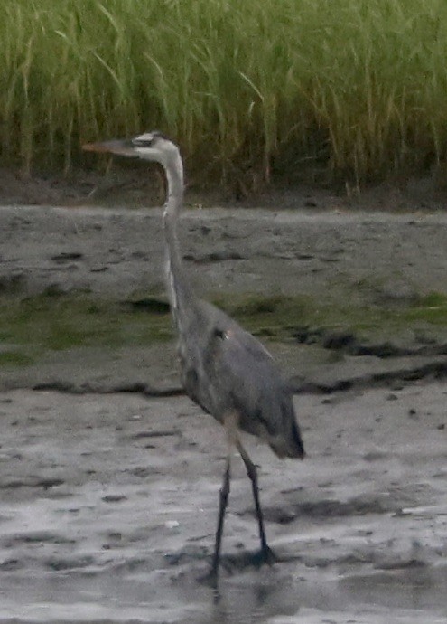 Great Blue Heron - ML638794270
