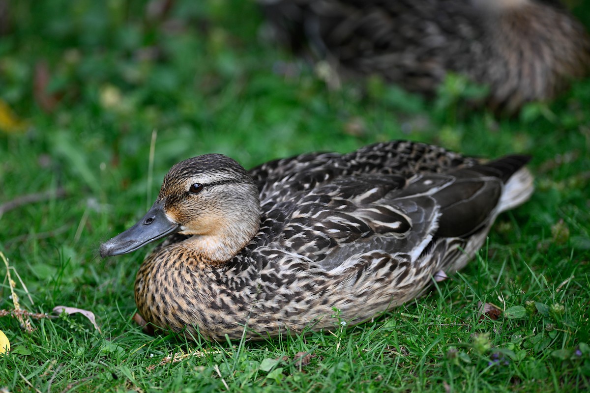 Mallard - ML638794272
