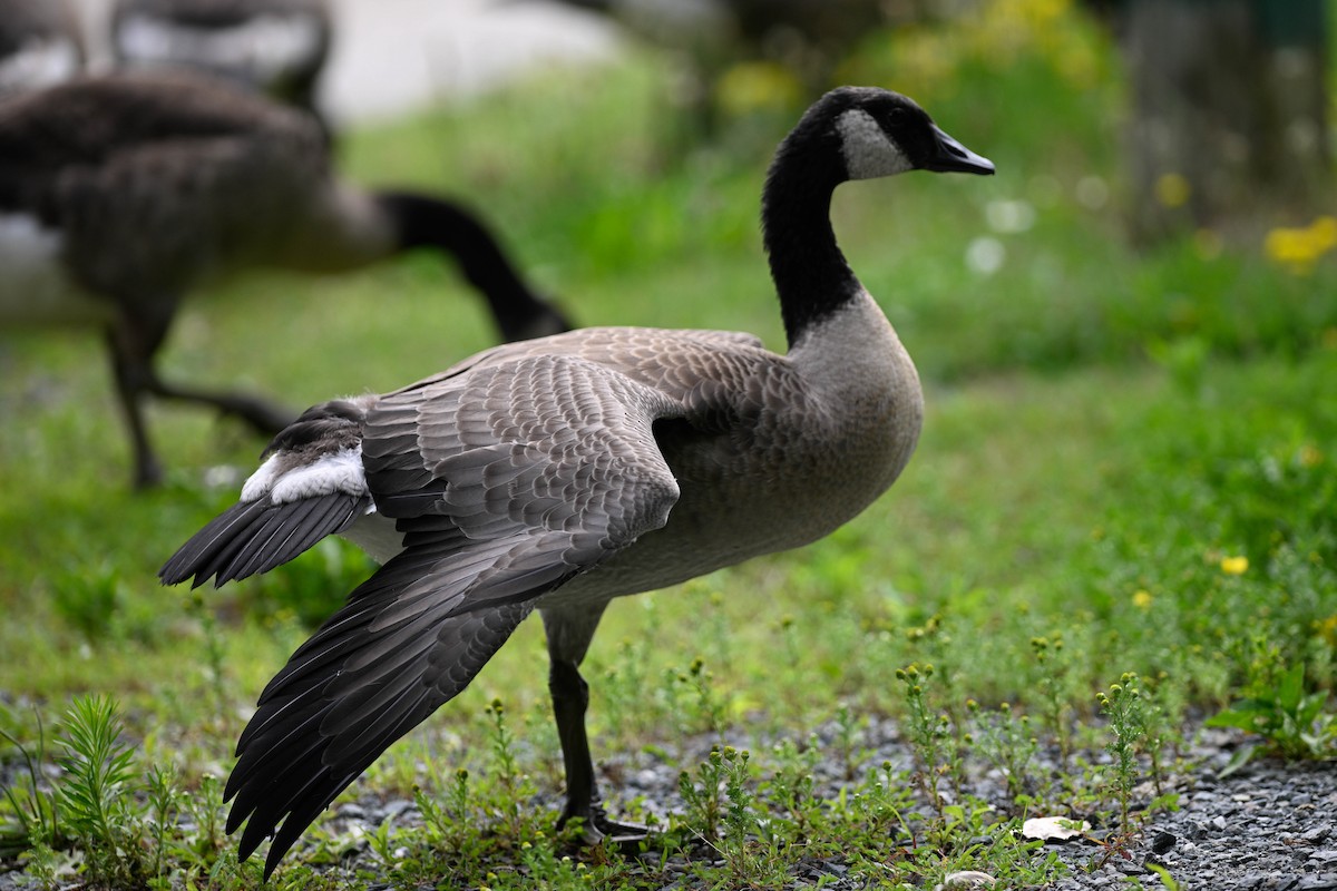 Canada Goose - ML638794273