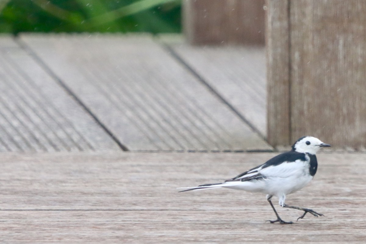 White Wagtail - ML638794275