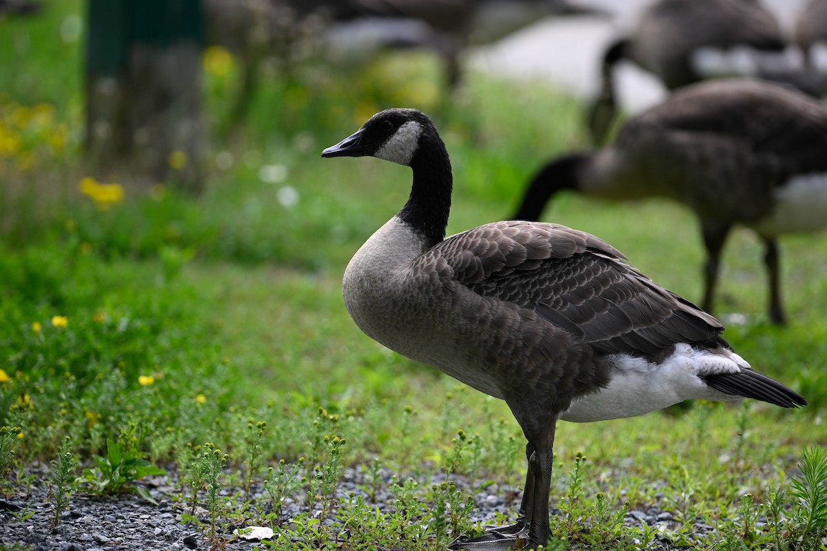 Canada Goose - ML638794278