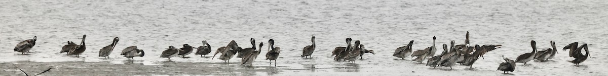 Brown Pelican - ML638794283