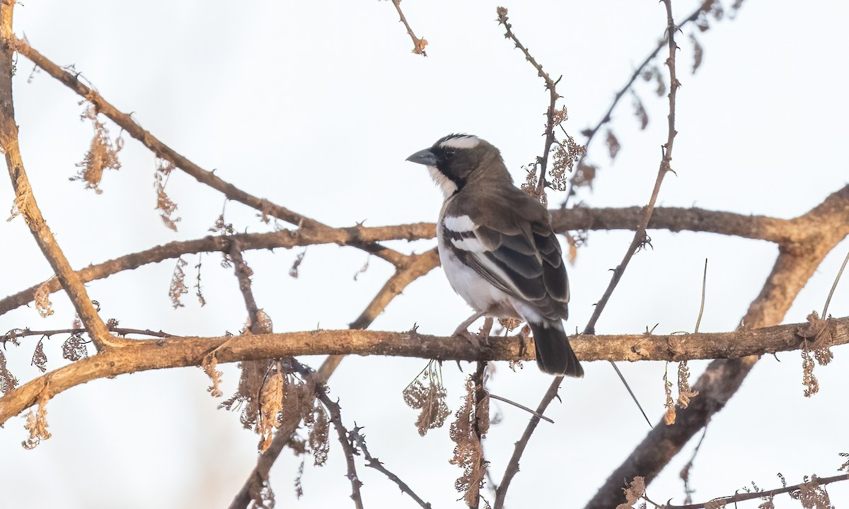 White-browed Sparrow-Weaver - ML638794292