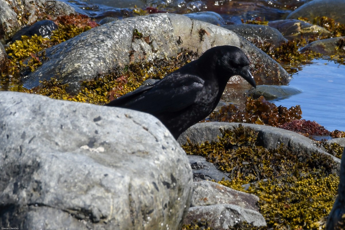 American Crow - ML638794297