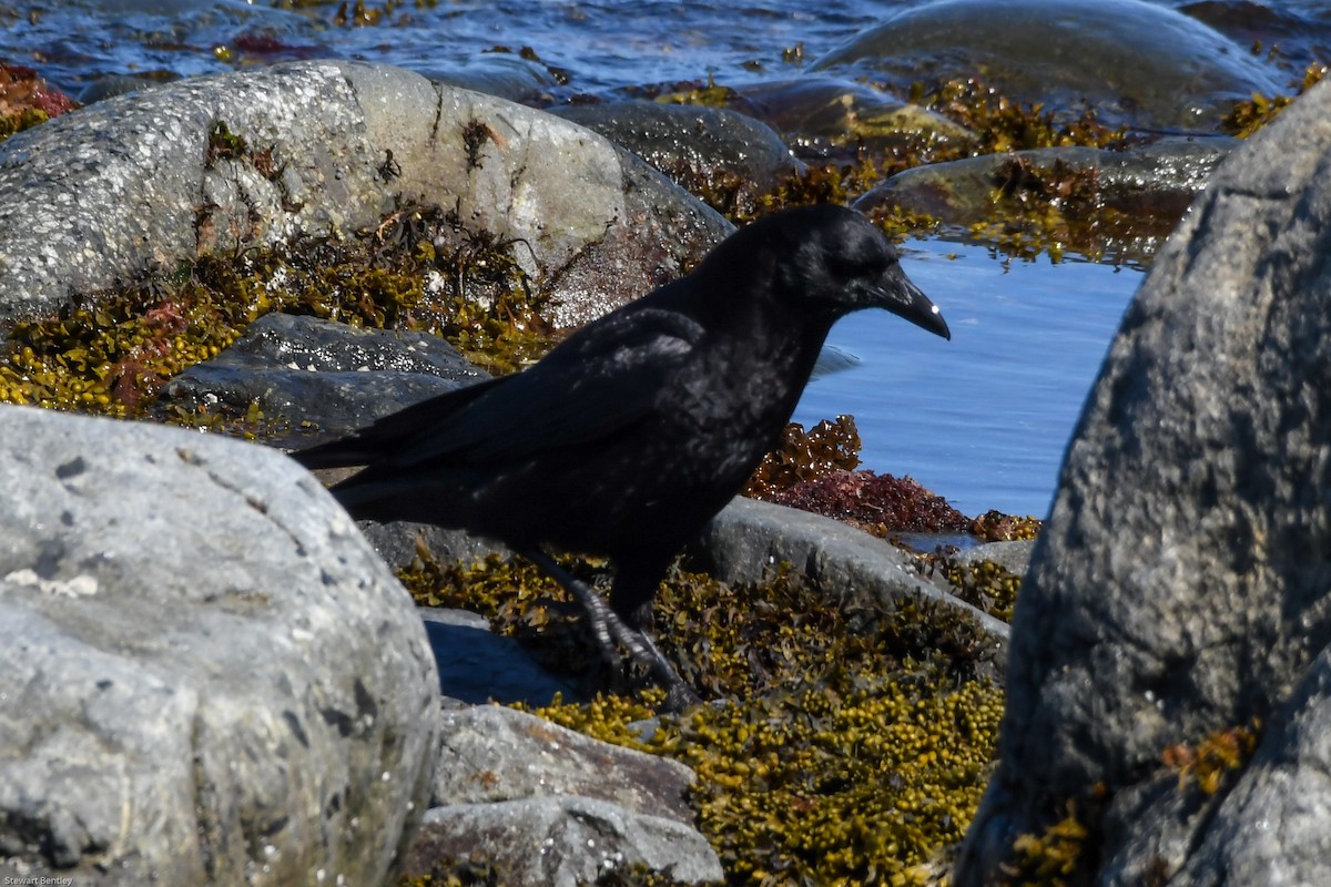 American Crow - ML638794298