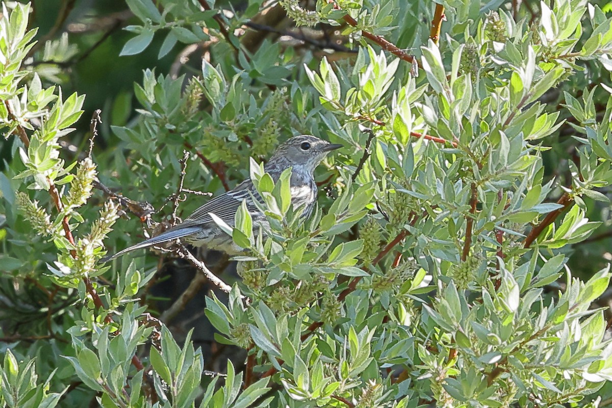 Пісняр-лісовик жовтогузий (підвид coronata x auduboni) - ML638794345