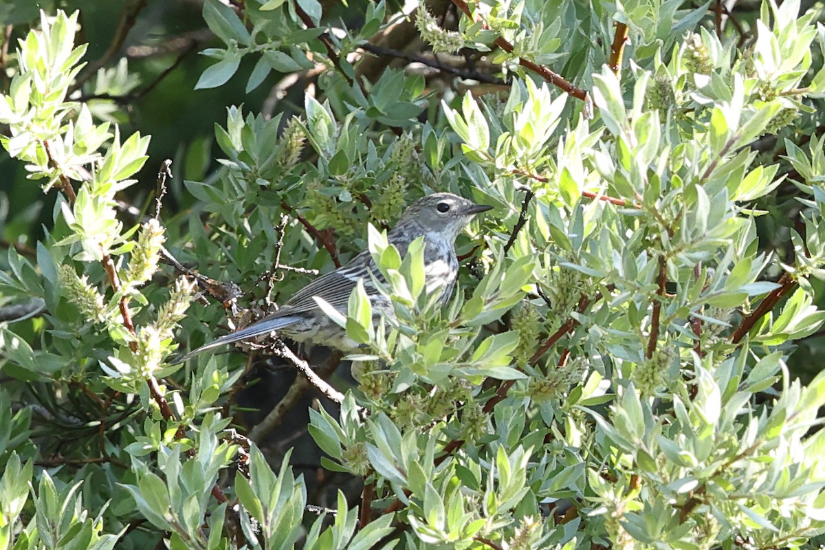 Пісняр-лісовик жовтогузий (підвид coronata x auduboni) - ML638794346