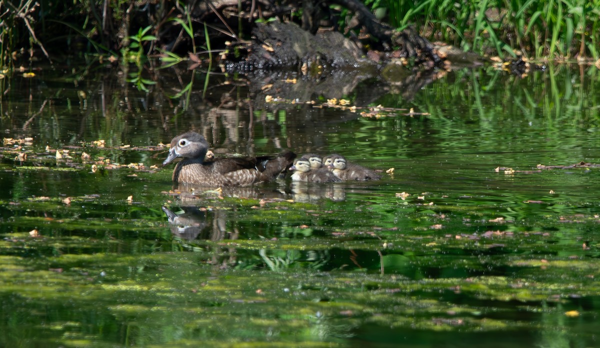 Wood Duck - ML638794354