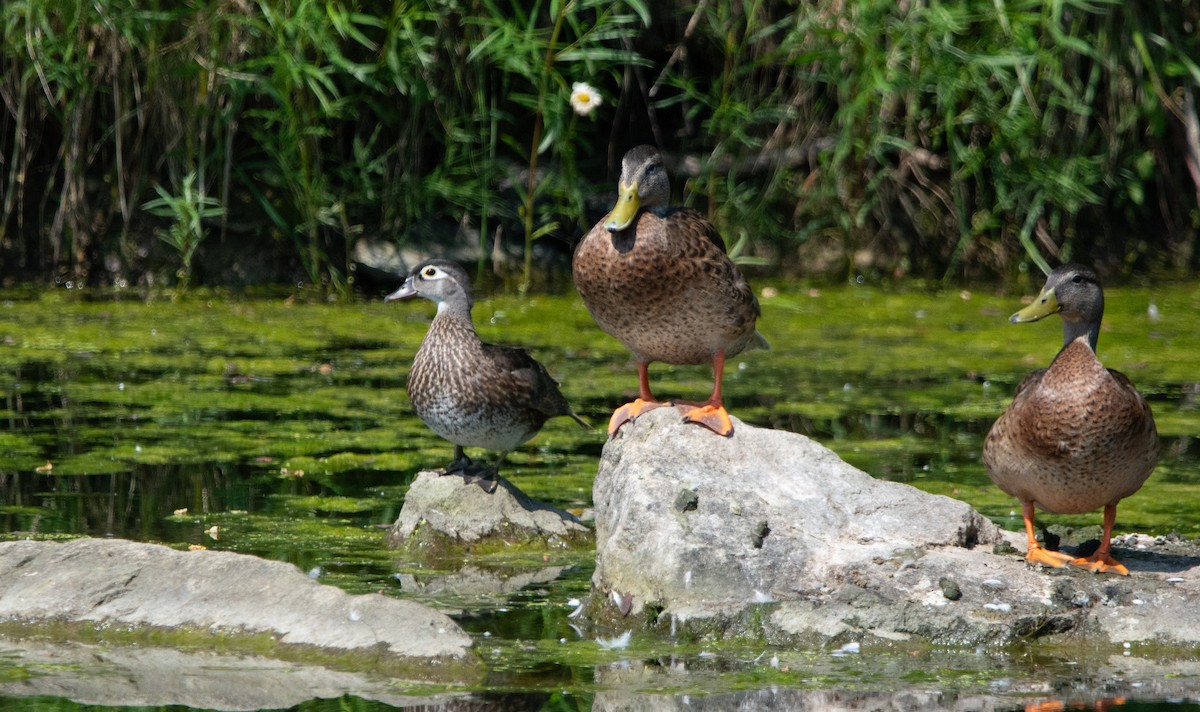Wood Duck - ML638794356