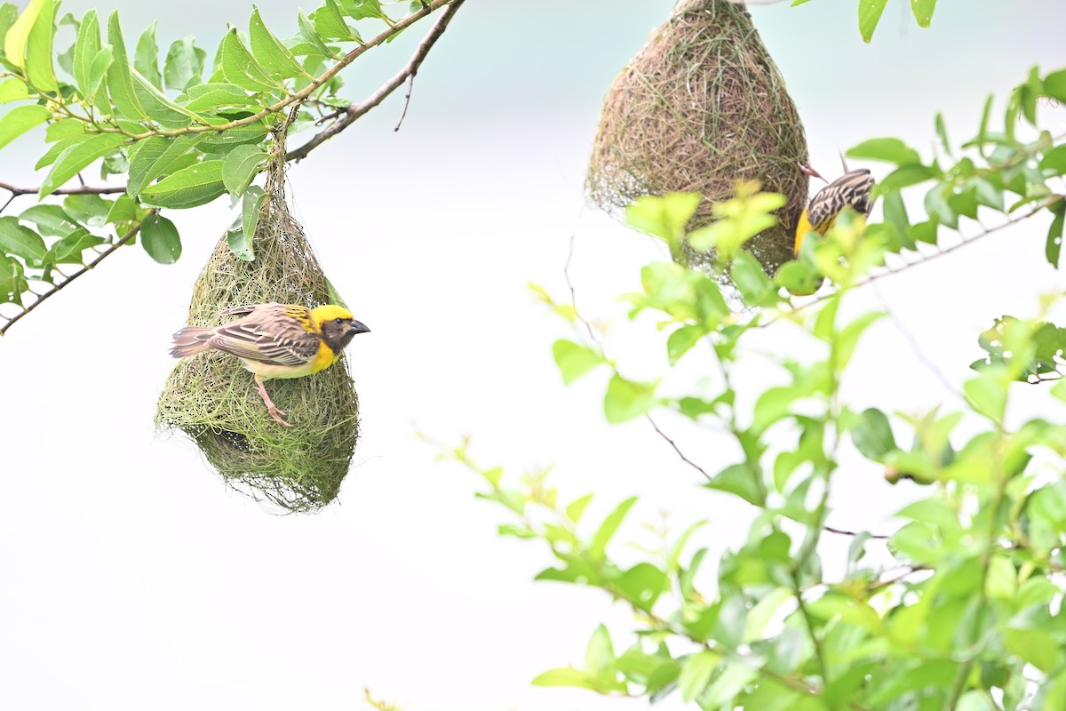 Baya Weaver - ML638794361
