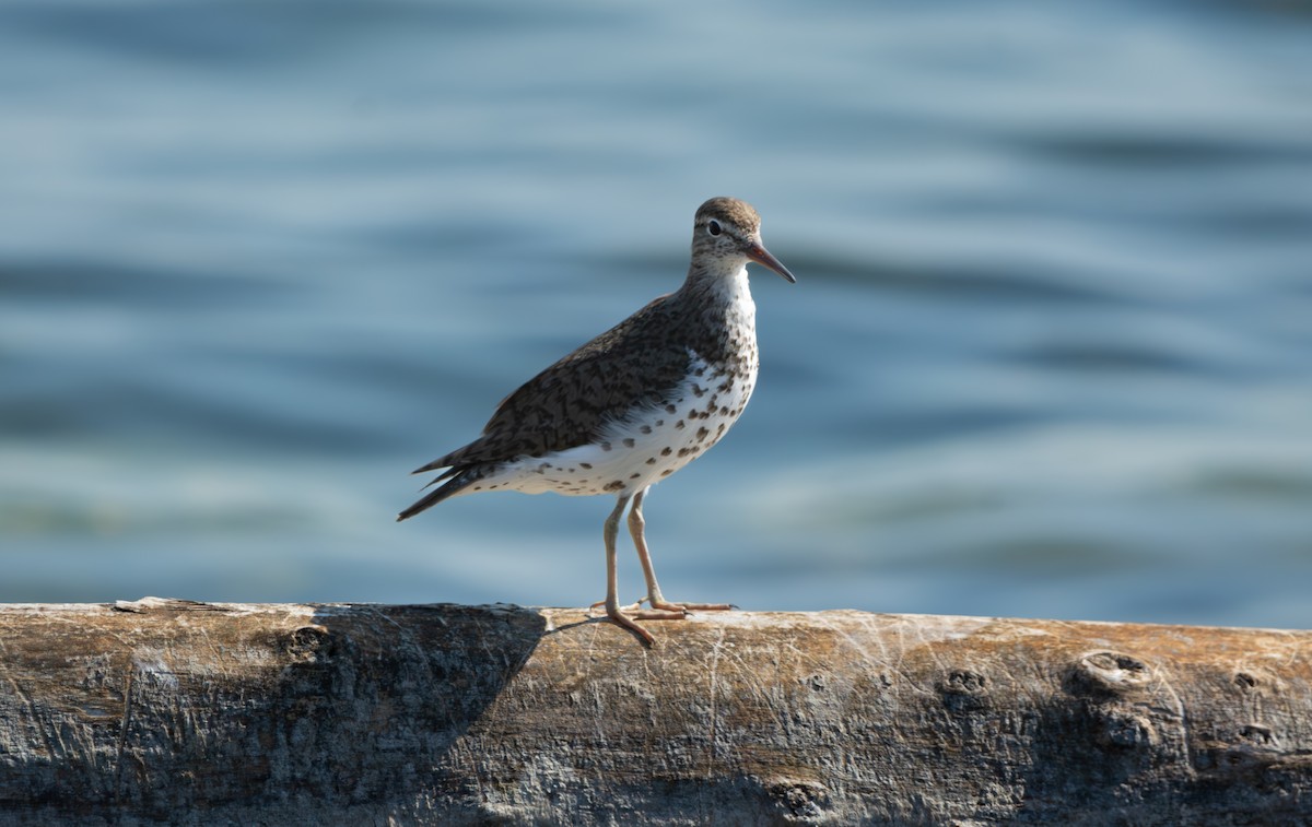 Spotted Sandpiper - ML638794362